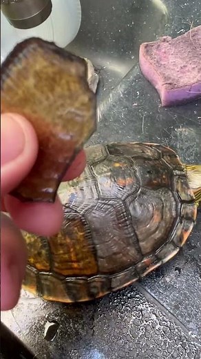 WATER TIGER TURTLE shedding plates from its shell - What could it be? #reptile #biology #biologotai