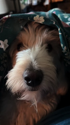 Introducing Bailey and Lucy: New Year Cuteness