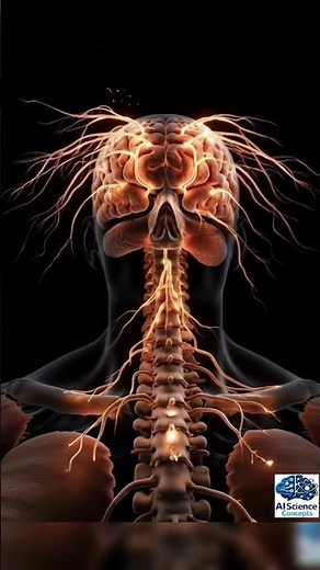How the Brain Sends Signals | 3D Neural Activity Animation