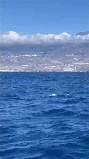 Messenger creation 8D0EF655 C411 4981 8400 695B204B615F