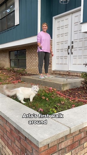 Leash training in progress 🩵💜🩵 #ragdollcat #adventurecat #funnycatvideo #ragdollkitten