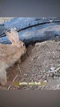 चीता ने खरगोश माँ के बच्चों को अनाथ कर दिया। | Cheetah Orphans Mother Rabbit's Babies. | #shorts