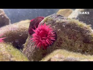ウメボシイソギンチャクが咲いたよ 8倍速再生 すさみ町立エビとカニの水族館 #shorts