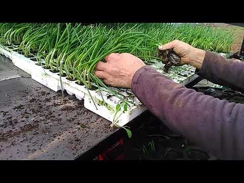 Plantation Checchi & Magli 4 rangs d'oignon de Lézignan