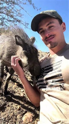 The rescue warthog whisperer 🐗🥰 #animalshorts