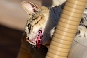 My Cat Is Panting Like a Dog - Why and What to Do