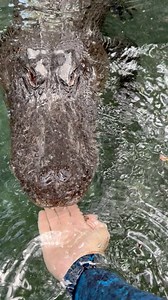 58K views · 1.3K reactions | Gator training! Training just like a...