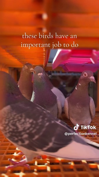 These birds pave the way for new #birddogs and serve as some of our puppies very first introduction to birds! Pigeons are an important part of of training. #dogtrainer #uplander