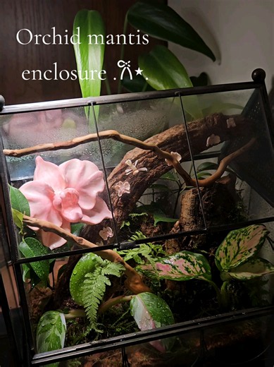 Orchid Mantis Enclosure Setup: How I Made a Terrarium for Vanilla