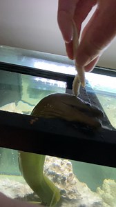 Hand Feeding MASSIVE Pet Moray Eel! #feed #massive #pet #aquarium #eel | Ryan Iz Fishing