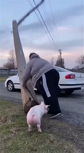 300 КГ vs СТОЛБ! 😱 Свинья в шоке, машина всмятку!