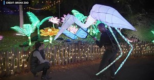 Bronx Zoo's holiday lights outdoor experience is underway