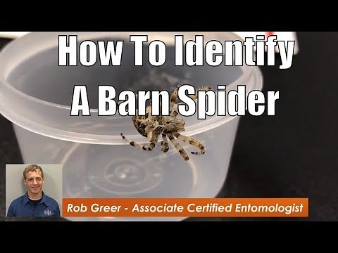 How to Identify a Barn Spider