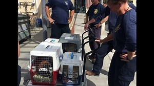 29 Dogs saved from slaughter by Korean meat trade