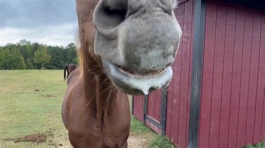 Tuesday morning with George! 🤗💕 Did you know that when horses eat clover, it makes them drool? First time I saw a horse drooling like that, I thought something was wrong with him. Sometimes it’s even worse than this and you would swear they were frothing at the mouth with rabies. 🤪🤪 Fortunately, it’s not harmful but it does make offering them a treat from your hand a lot less appealing. 🤮🤪 FYI, I realize there are other reasons that horses can drool and some of them are things that could b