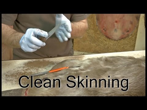 From Flowage to Fashion How to Clean Skin a Beaver with Full Commentary