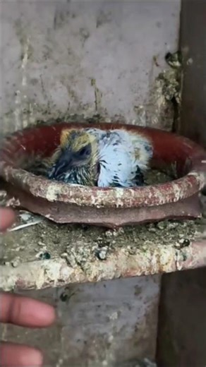 u.p ane ke bad setup me good news...🤩#maurya g ka pigeon #youtubeshorts