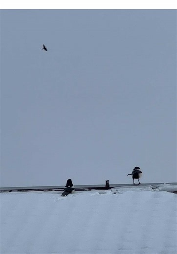 Відео користувача Valka Wild (@valka_wild) з композицією «Clocks (Ambient) - Alex Baker»