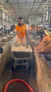 Oxen are floating dry food on top of water 💧 | Bull Barn Life