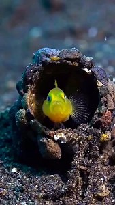 Amazing how these fish act. #fish #ocean #ilovetheocean #reef | I Love The Ocean