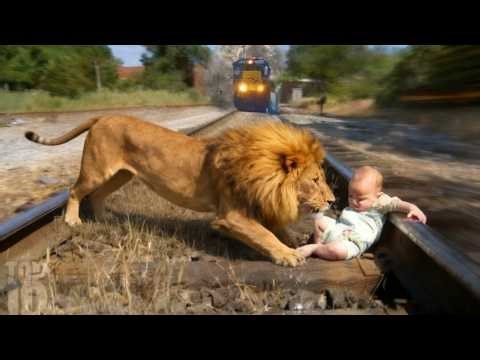 Animals That Saved Humans at the Last Second