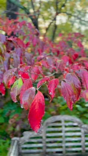 1.2K views · 156 reactions | Spotlight on dogwood trees. My favorite...