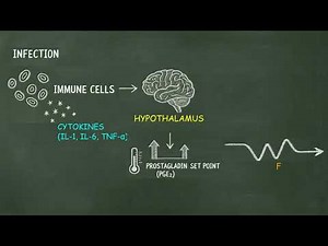 Fever Mechanism Explained | Cytokines, Prostaglandins & Hypothalamus (Step-by-Step Pathophysiology)