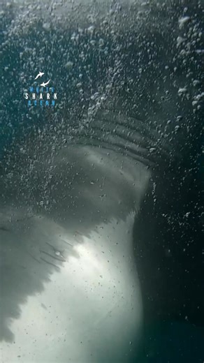 Big Male Great White Shark Explodes Out Of The Water | White Shark Ocean