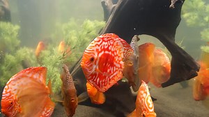 Unboxing my favorite fish and watching the tank come alive