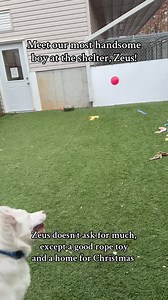 DAY 6 OF 12 SHELTER PETS OF CHRISTMAS!🌲 Today we are featuring, Zeus!🐶 A puppy who would love nothing more than to be under your tree this year. But remember, puppies are forever not just for Christmas!❤️ Details in video or apply/learn more below. https://www.ozarkskatandk9.com We do not own the rights to this music. | Ozarks Kat and K9 Shelter