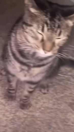 Cat Meme Madness: Hilarious and Cute Compilation