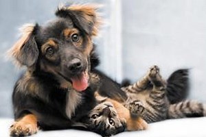 Frontline Plus For Dogs Side Effects