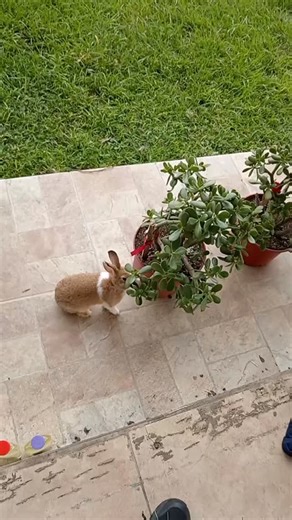 Memes Outcome Memories on Instagram: "#outcomememories #sonicexe #sonicmemes #creamtherabbit #fypage"