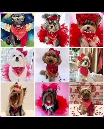 Happy Twinning Tuesday, Red Addition @dressed_up_pup. February is the Month of LOVE …. Spread a little Happiness ❤️❤️ Skylar “ Love Bug” is ready for Valentine’s Day in a beautiful Tutu, Bandana and Bow all from @dressed_up_pup use my code Summer 10 for all your shopping needs❤️ Beautiful “Amore” Heart Choker Necklace ( one of my absolute favorites) @lily.m.a.c use my code SKY20 to save❤️ Beautiful Red Heart Cuff @fitforroyaltydesigns. This Cuff is absolutely gorgeous.❤️ use my code Jeanette10 t