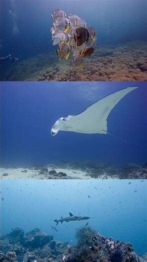 From schooling spadefish to mantas and apex predators: a glimpse into biodiversity of Nusa Penida.