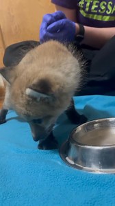 12K views · 368 reactions | Our first orphaned mammal of the year has...