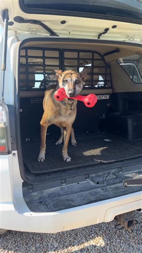 🇺🇸🐾 Meet USAF K9 Uurska. After years of loyal service, she found a safe haven with us at the Warrior Dog Foundation—thanks to the generosity of people like YOU. 💙 For many years, we provided the love, care, and dignity she deserved until the day her handler was finally able to bring her home. Your support makes stories like Erska’s possible. 🙏🐕 #WarriorDogFoundation #K9Heroes Support https://warriordogfoundation.org/donation/ | Warrior Dog Foundation