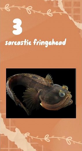 top 5 weirdest animal names!