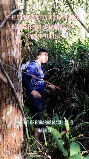 Exploring the Conservation of Biodiversity in Malaysian Peat Swamp Forest