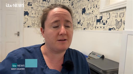 How are dogs imported from abroad posing risks to the UK? Thousands of dogs are brought over each year, many of which are being sold to owners via websites and social media posts. Watch the full piece here: https://tinyurl.com/2yd7e833 | ITV News West Country