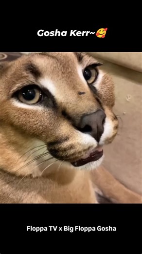 Floppa TV on Instagram: "Big Floppa Gosha Kerr~😍 #bigfloppa #floppa #caracal #каракал #catstagram #catlover"