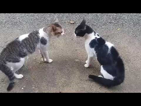 Gatos peleando gruñendose