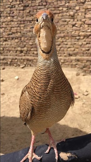 Wild Teetar Bird Calling | Rare Partridge Sound Video