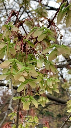 Spring annual Maple tree seed pod trashing of the yard. Beneficial as all sorts of critters eat up.