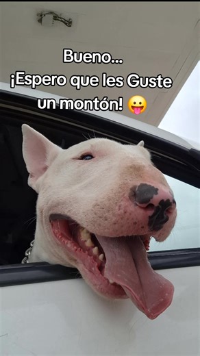 espero que les guste un montón 💓 yo de chiquitín #bullterrier #white #trend #estesoyyo #dechiquitin