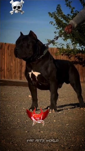 dangerous dog teansformation 💀#dog #pets