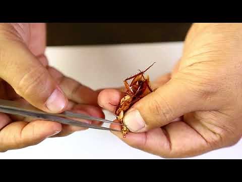 Cockroach Mouthparts Dessection ( আরশোলার মুখোপাঙ্গ ব্যবচ্ছেদ ) | Biology Practical