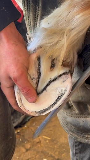 Trimming over due laminitic ponys hind bet he felt a lot better after 👍🏽 top job done by my colleague @joeldowness #pony #farrier #instagram #satisfying #equestrian #instagood #equine | Swfarriers.