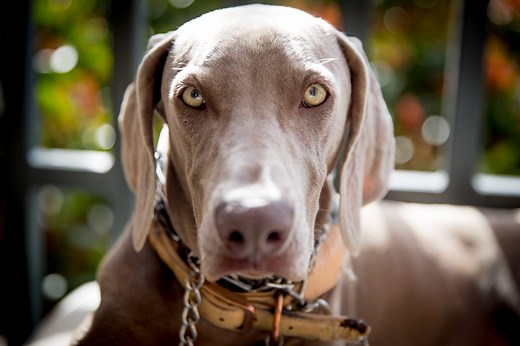 10 Adorable Dog Breeds with Beautiful Green Eyes