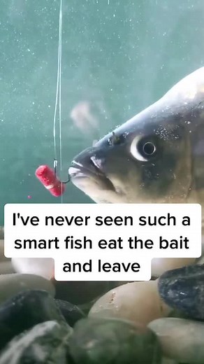 Identifying Perch: Catching a Big Fish